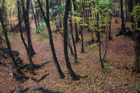 باران پاییزی در جنگل هیرکانی النگدره - گلستان 