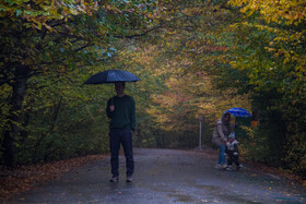 باران پاییزی در جنگل هیرکانی النگدره - گلستان 