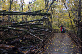 باران پاییزی در جنگل هیرکانی النگدره - گلستان 