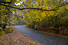 باران پاییزی در جنگل هیرکانی النگدره - گلستان 