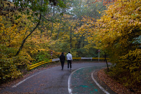باران پاییزی در جنگل هیرکانی النگدره - گلستان 