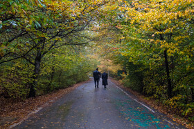 طرح مدیریت جنگل‌های هیرکانی یک قدم تا اجرا