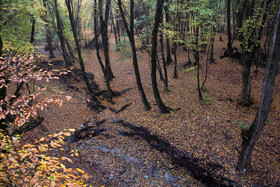 باران پاییزی در جنگل هیرکانی النگدره - گلستان 