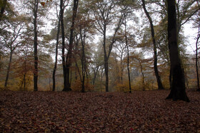 باران پاییزی در جنگل هیرکانی النگدره - گلستان 