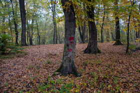 باران پاییزی در جنگل هیرکانی النگدره - گلستان 