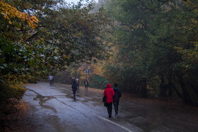 باران پاییزی در جنگل هیرکانی النگدره - گلستان 
