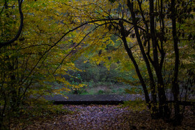 باران پاییزی در جنگل هیرکانی النگدره - گلستان 