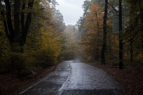 باران پاییزی در جنگل هیرکانی النگدره - گلستان 