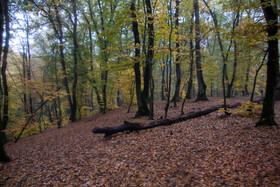 باران پاییزی در جنگل هیرکانی النگدره - گلستان 