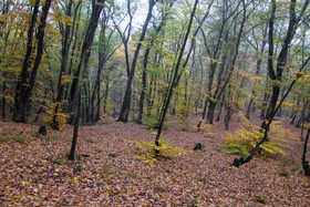 باران پاییزی در جنگل هیرکانی النگدره - گلستان 