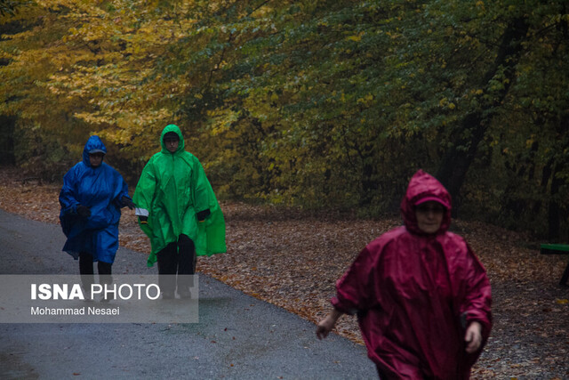 باران پاییزی در جنگل هیرکانی النگدره