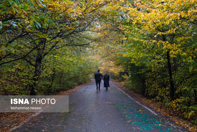 فاز اول طرح مدیریت جنگل‌های هیرکانی یک قدم تا اجرا