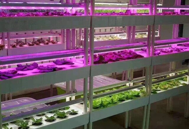 دستیابی به راهکاری نوین برای بهینه‌سازی ریز ازدیادی گیاهان با استفاده از نورهای LED در ایران