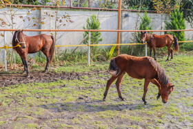 بیستمین جشنواره ملی اسب اصیل کاسپین در بندرانزلی