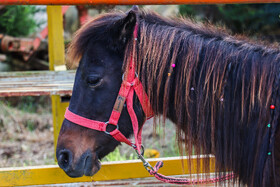 بیستمین جشنواره ملی اسب اصیل کاسپین در بندرانزلی
