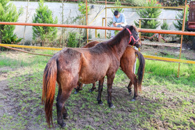 بیستمین جشنواره ملی اسب اصیل کاسپین در بندرانزلی