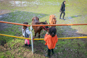 بیستمین جشنواره ملی اسب اصیل کاسپین در بندرانزلی