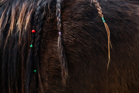 بیستمین جشنواره ملی اسب اصیل کاسپین در بندرانزلی