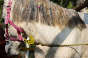 بیستمین جشنواره ملی اسب اصیل کاسپین در بندرانزلی