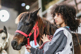 بیستمین جشنواره ملی اسب اصیل کاسپین در بندرانزلی