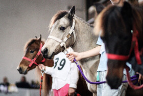 بیستمین جشنواره ملی اسب اصیل کاسپین در بندرانزلی