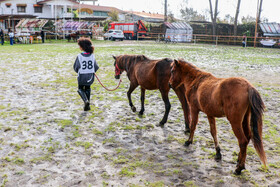 بیستمین جشنواره ملی اسب اصیل کاسپین در بندرانزلی