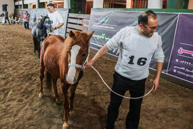 بیستمین جشنواره ملی اسب اصیل کاسپین در بندرانزلی