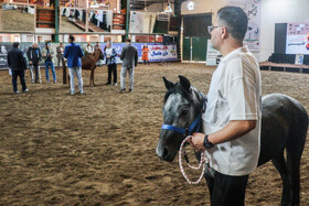 بیستمین جشنواره ملی اسب اصیل کاسپین در بندرانزلی