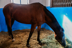 بیستمین جشنواره ملی اسب اصیل کاسپین در بندرانزلی