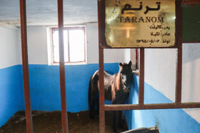 بیستمین جشنواره ملی اسب اصیل کاسپین در بندرانزلی