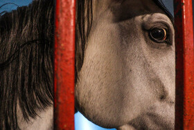 بیستمین جشنواره ملی اسب اصیل کاسپین در بندرانزلی