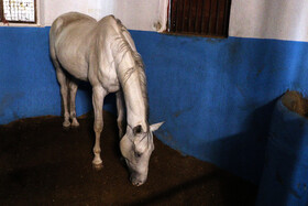 بیستمین جشنواره ملی اسب اصیل کاسپین در بندرانزلی