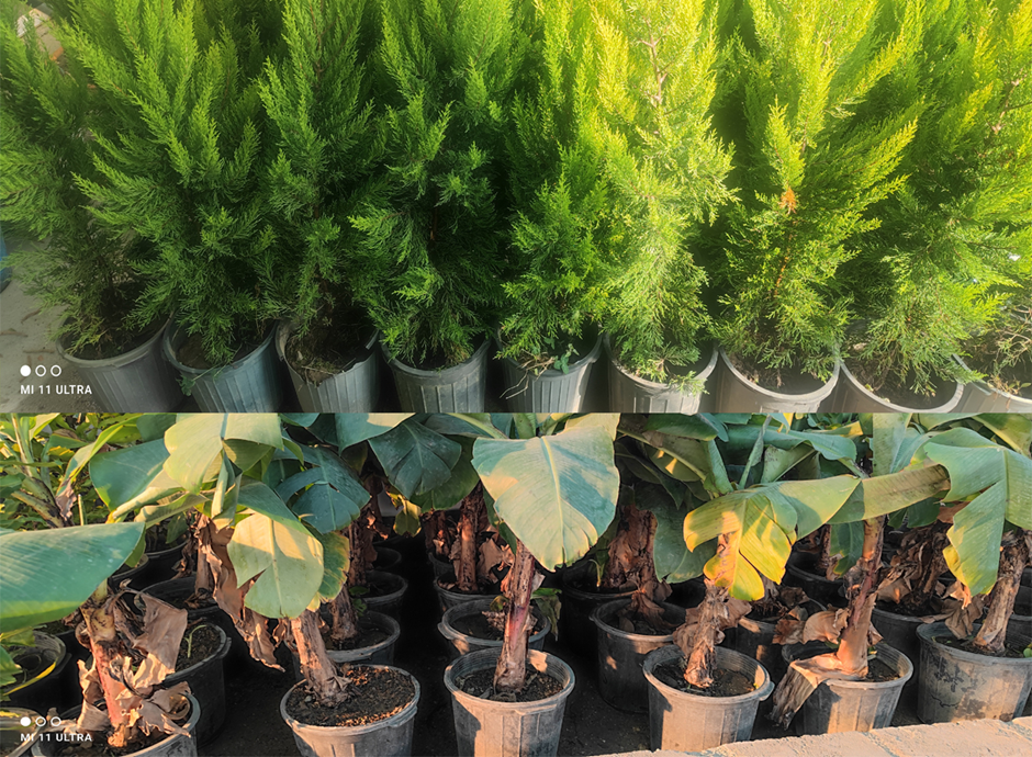 آغاز تخفیفات ۳۰ درصدی نهال پسته، گردو و میوه تا نیمه آذر