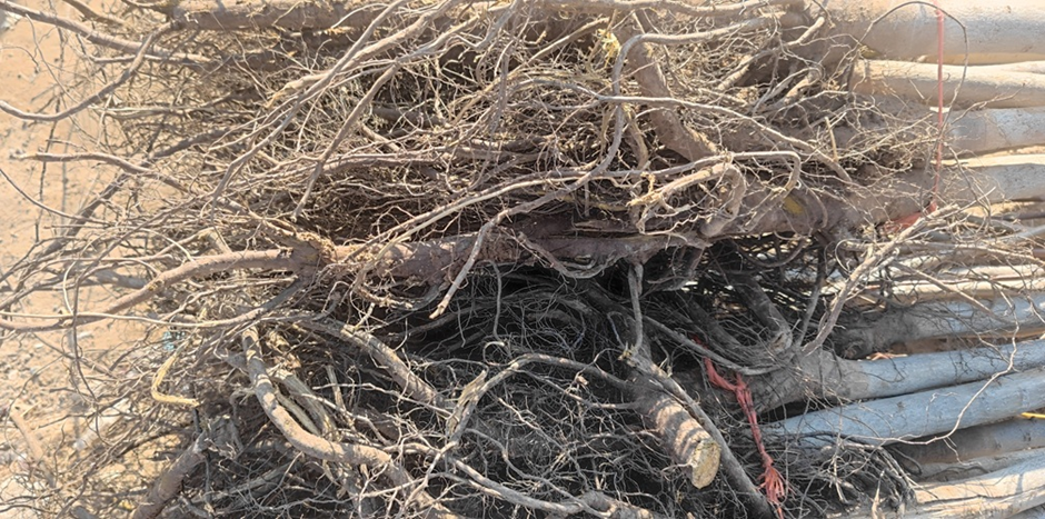 آغاز تخفیفات ۳۰ درصدی نهال پسته، گردو و میوه تا نیمه آذر