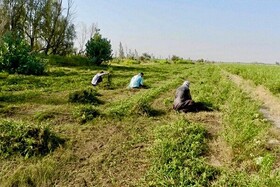 کشت حنا در بیش از ۳۷۰۰ هکتار اراضی کشاورزی دلگان