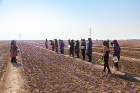 برداشت زعفران در نیشابور