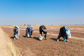 برداشت زعفران در نیشابور
