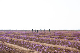 برداشت زعفران در نیشابور