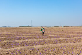 برداشت زعفران در نیشابور