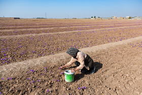 برداشت زعفران در نیشابور