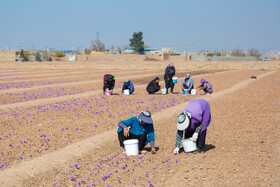 برداشت زعفران در نیشابور