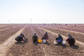 برداشت زعفران در نیشابور