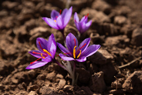 برداشت زعفران در نیشابور