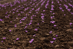 برداشت زعفران در نیشابور