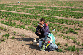 برداشت زعفران در نیشابور
