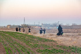 برداشت زعفران در نیشابور