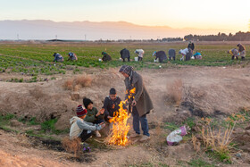 برداشت زعفران در نیشابور