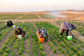 برداشت زعفران در نیشابور