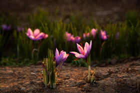 طلای سرخ نیشابور