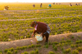 برداشت زعفران در نیشابور